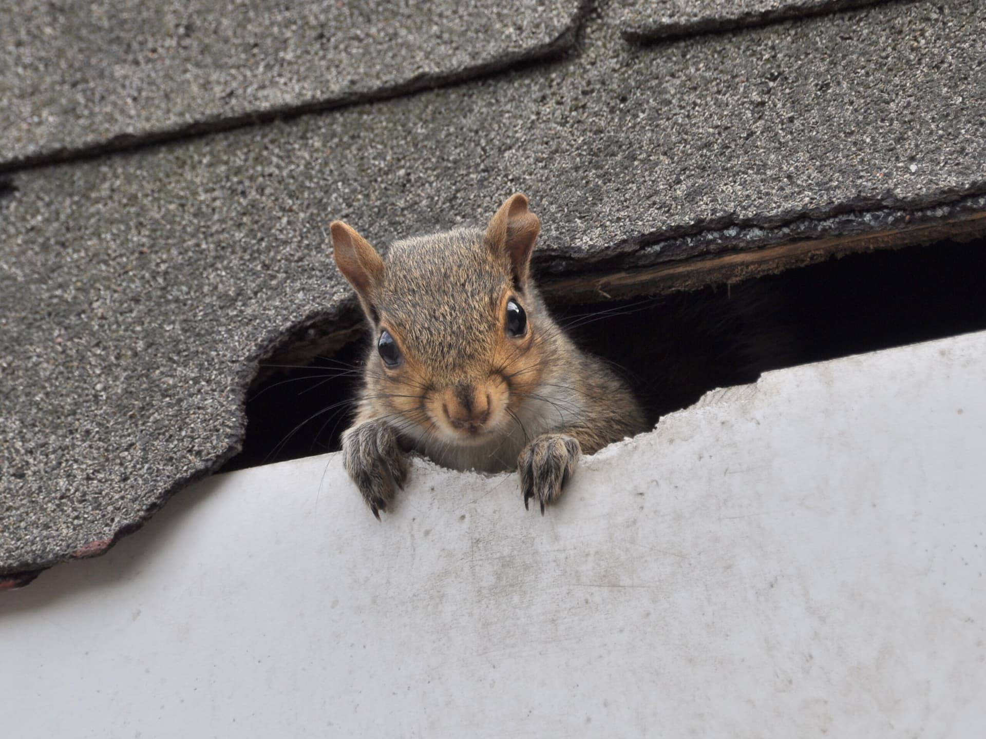 squirrel breaking into roof